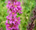 Lythrum Salicaria Extract 